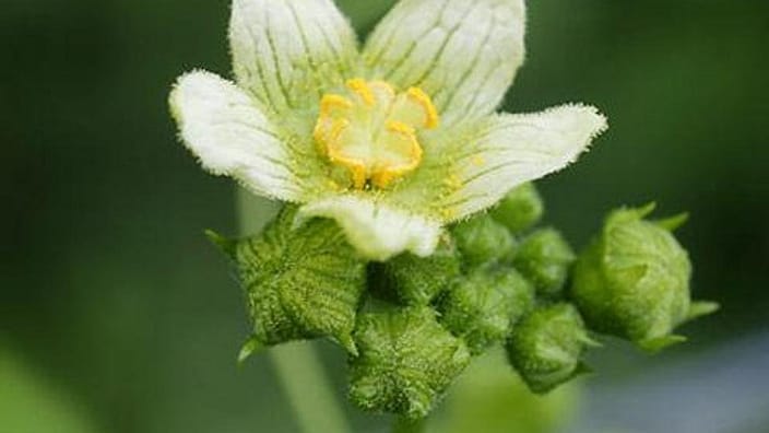 La bryone