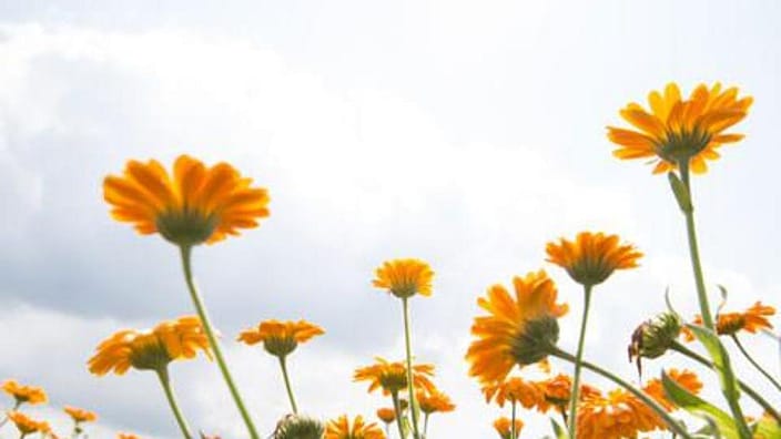 champ de calendula