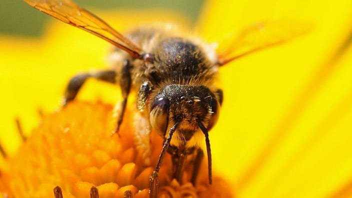 abeille