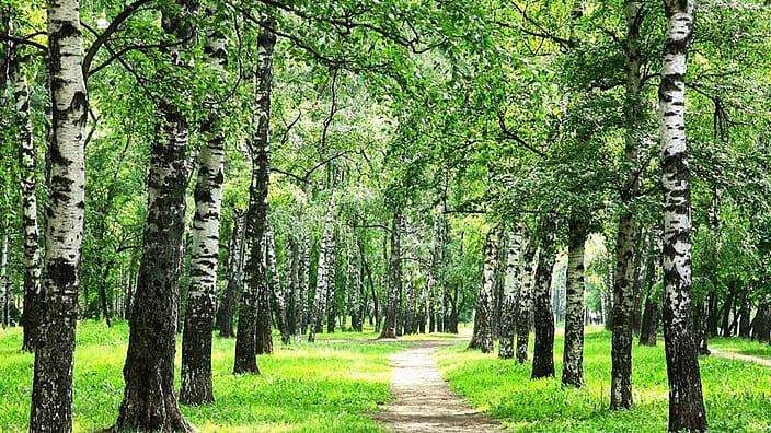 forêt