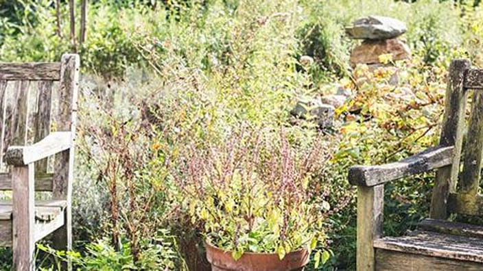 plantes