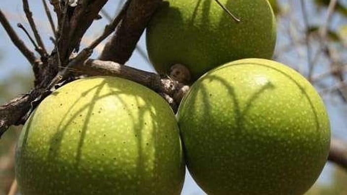 fruit