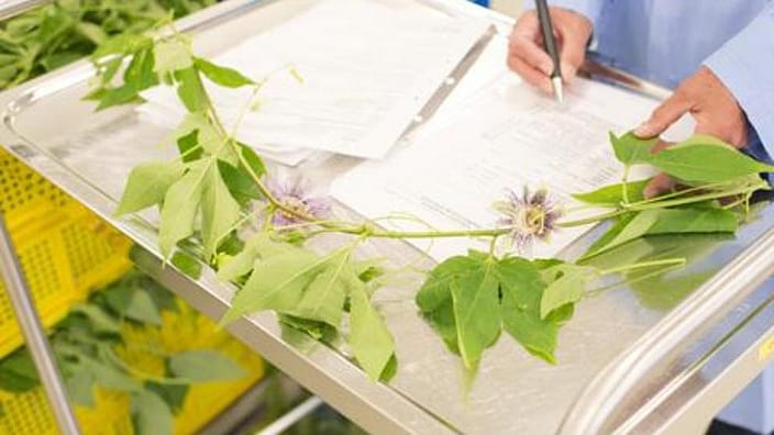 plantes weleda