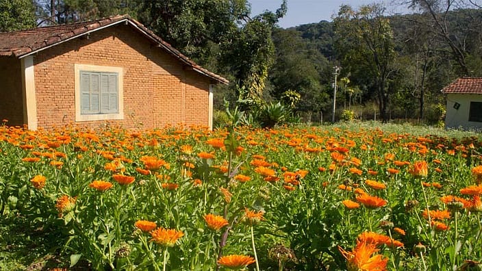 jardins Brésil