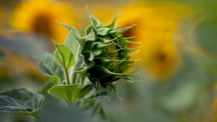 Sun flower