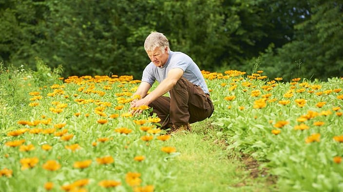 jardins  UK