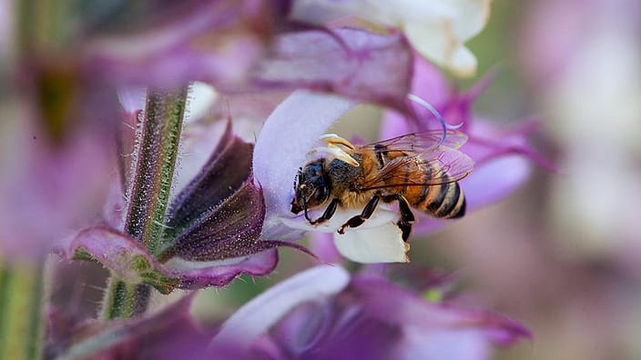 abeille
