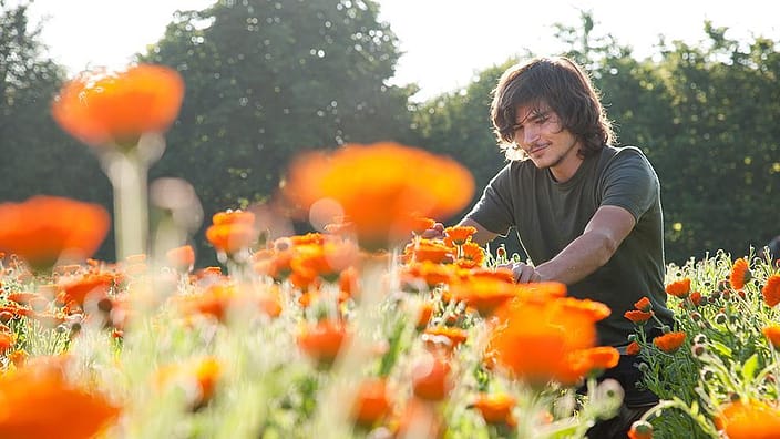 femme calendula