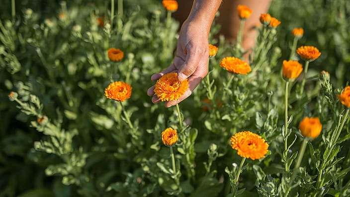 Jardinier récoltant du calendula dans le champ