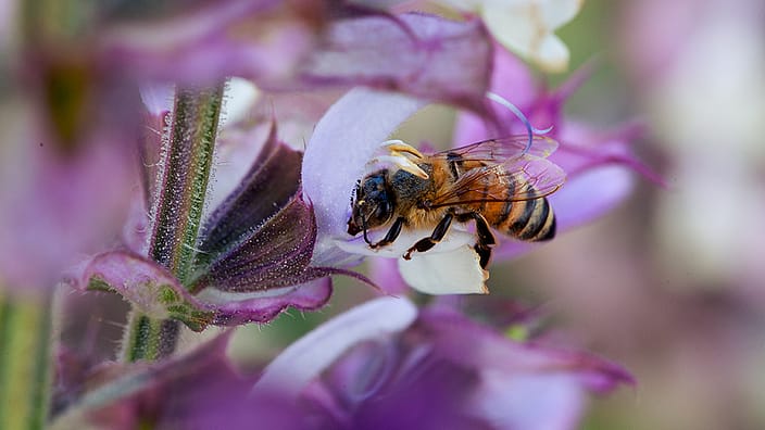 Fleurs de sauge avec abeille
