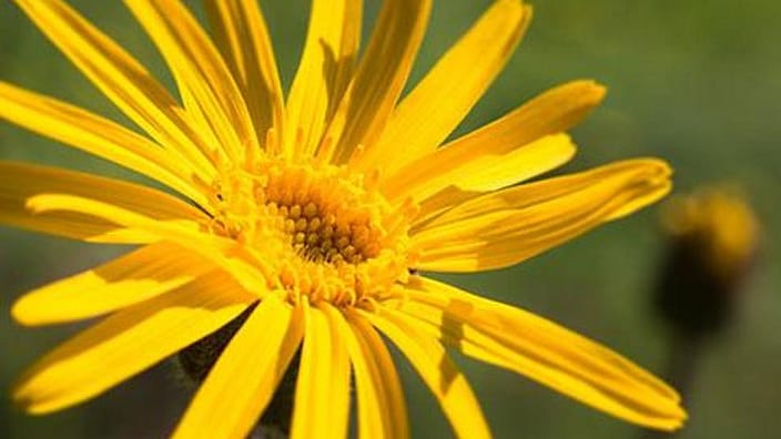 fleur arnica