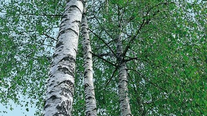 bouleau arbre