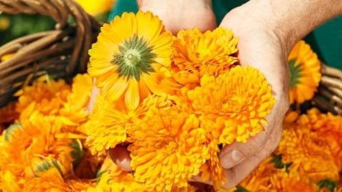 calendula plante
