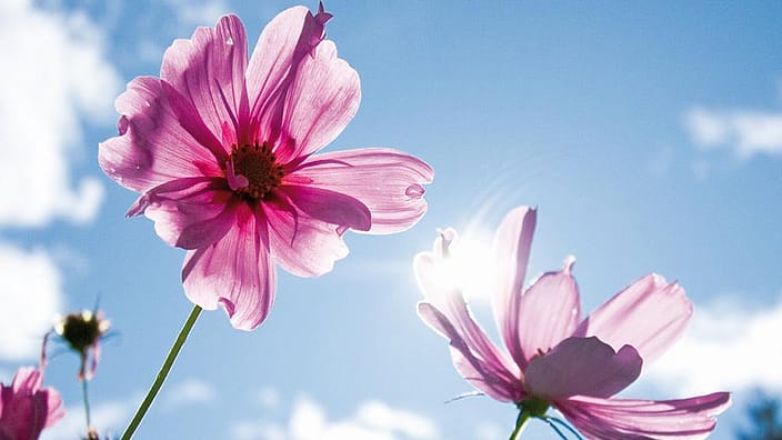 Des fleurs