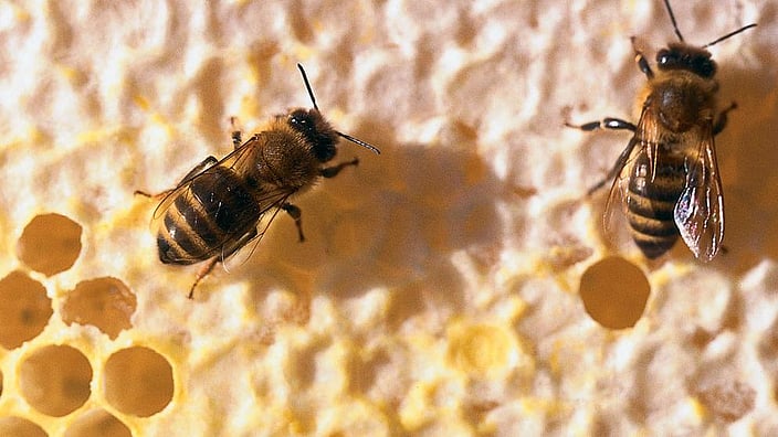 weleda abeille