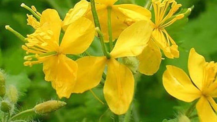 La chélidoine