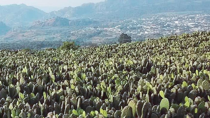 paysage avec cactus