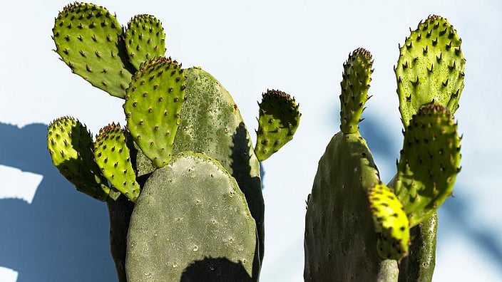 weleda cactus
