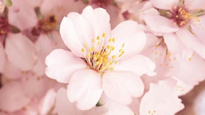 Almond flower petals