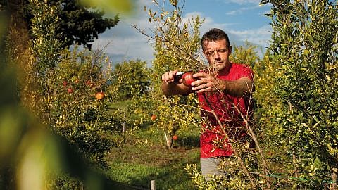 Là où pousse la beauté