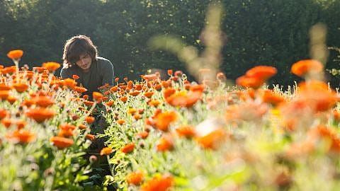 Le calendula, une explosion de couleur