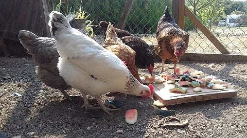 poules