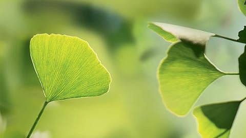 feuille