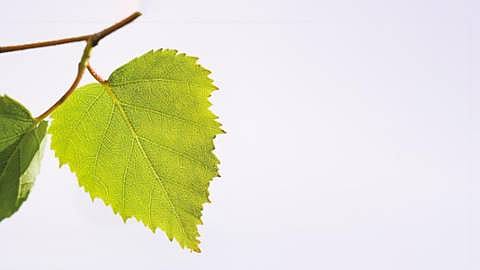 plante minceur