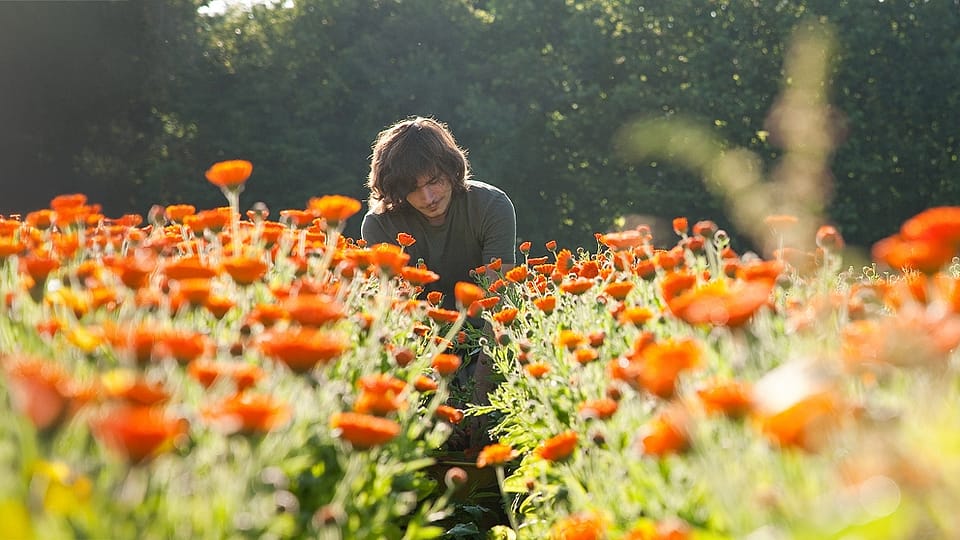 Jardinier dans notre champ de Calendula en Allemagne