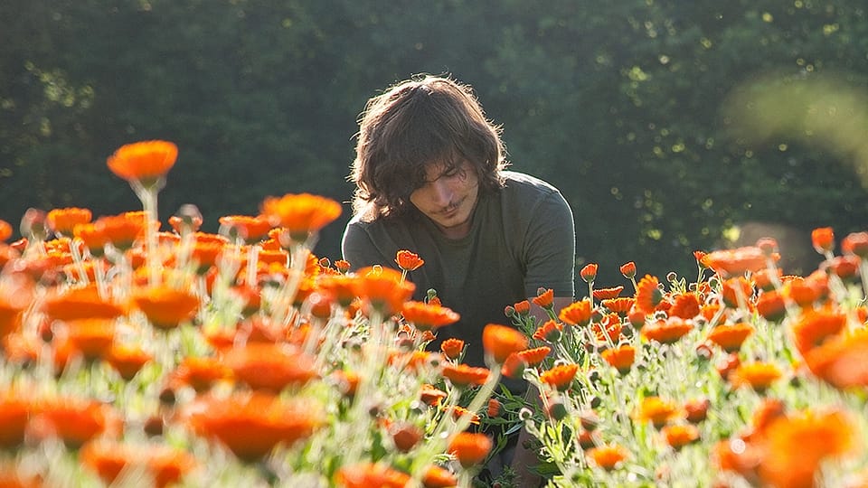 champ de fleurs