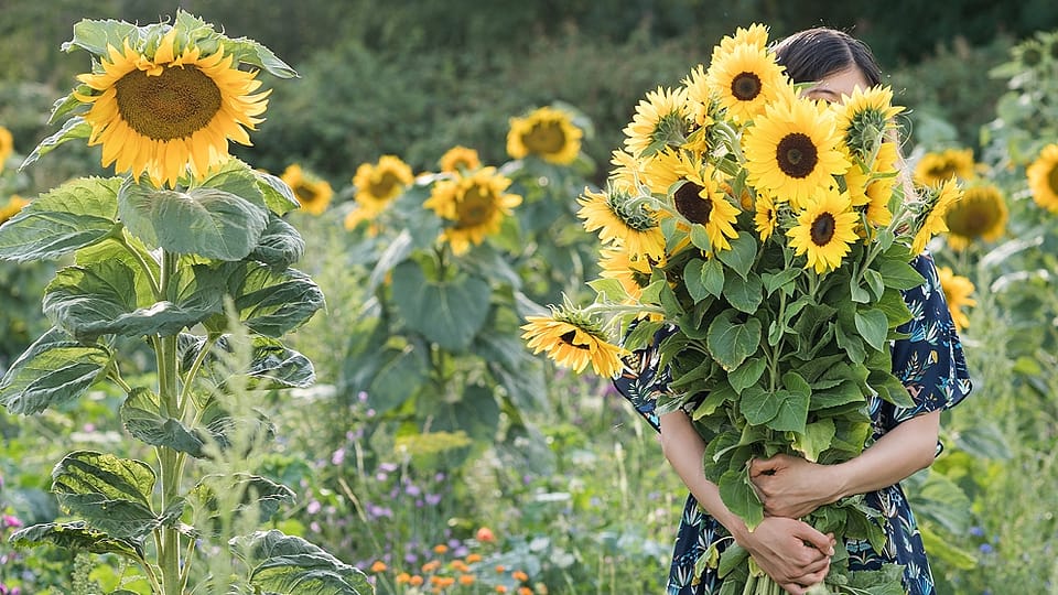 femme dans champ de tournesol
