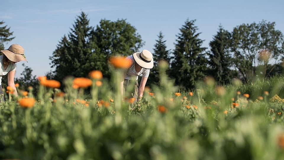 récolte de Calendula