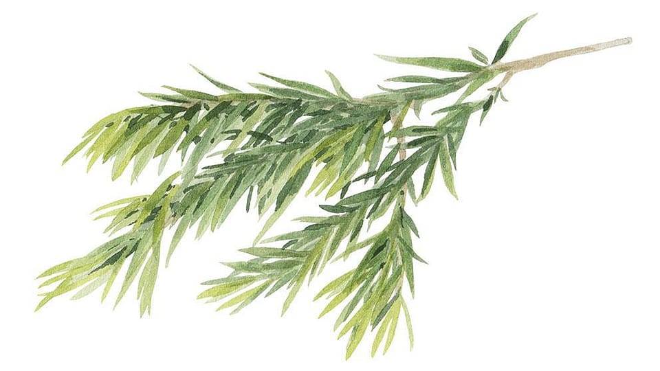 Melaleuca Viridiflora (Niaouli) Leaf Oil