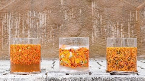 transformation du calendula