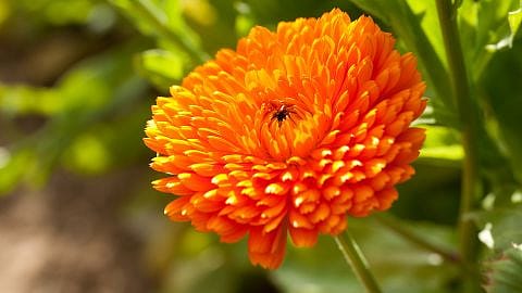 le calendula