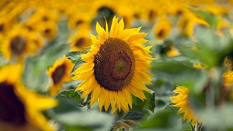 Tournesols