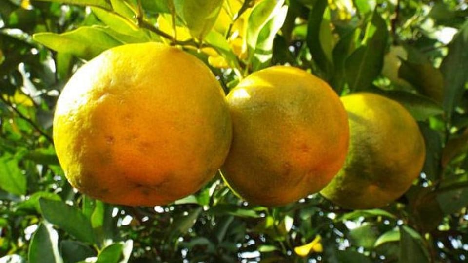 Citrus Aurantium Bergamia (Bergamot) Fruit Oil