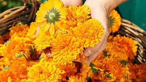 fleur de calendula