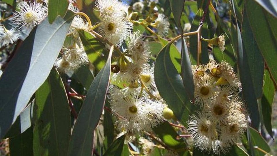 Eucalyptus Globulus (Eucalyptus) Leaf/Twig Oil