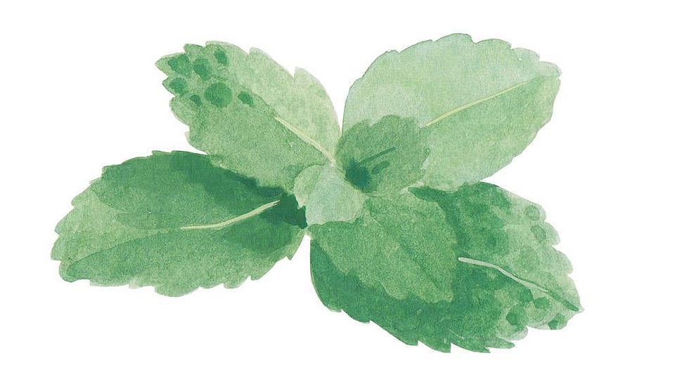 Mentha Arvensis (Wild Mint) Leaf Oil