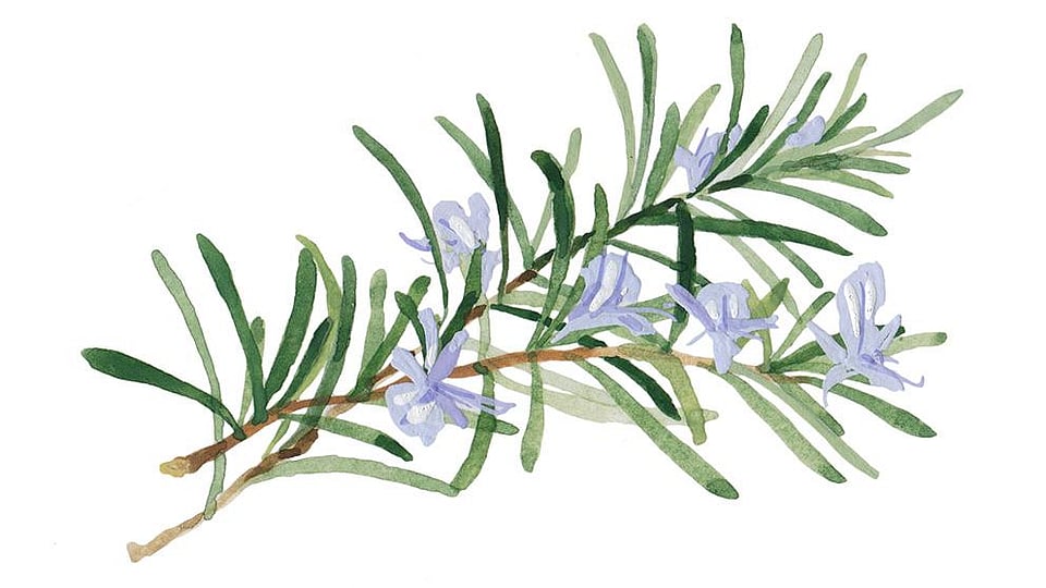 Rosmarinus Officinalis (Rosemary) Flower Oil