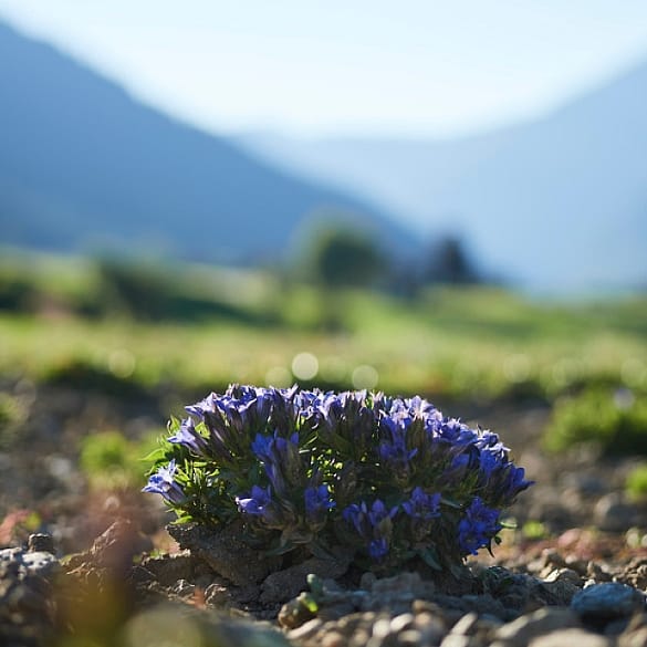 Gentiane bio et Edelweiss bio Alpes
