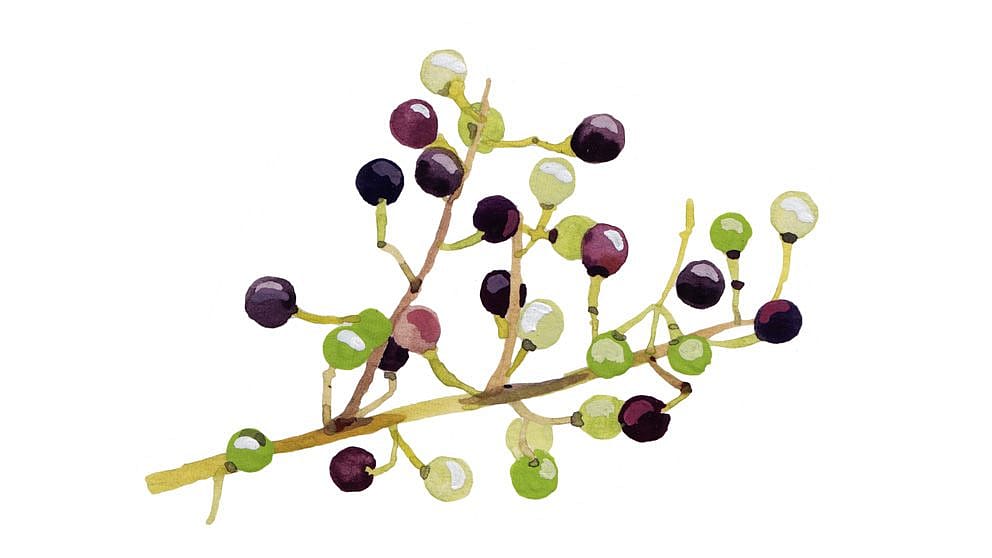 Verveine exotique