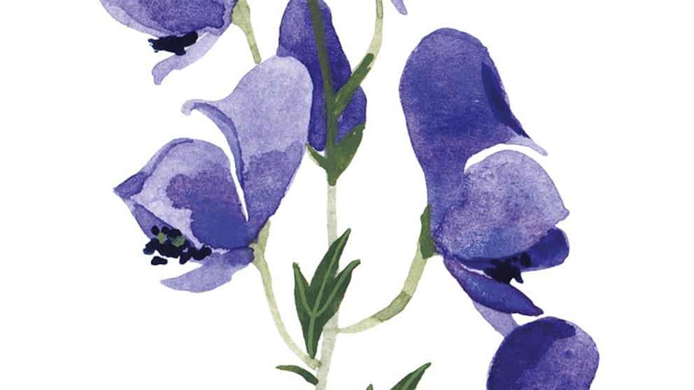 aconit illustration