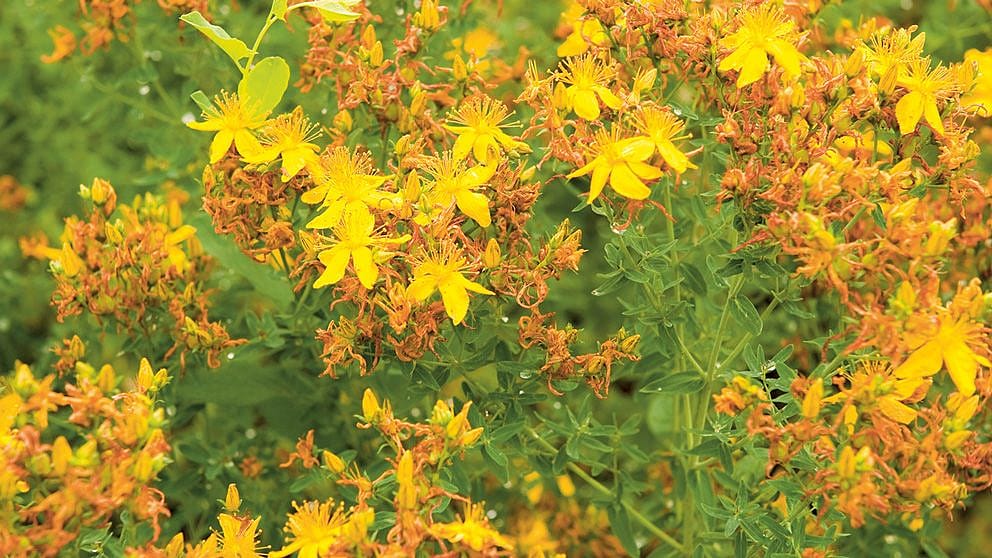 plantes weleda