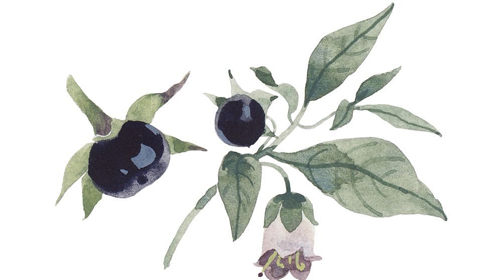 belladone illustration