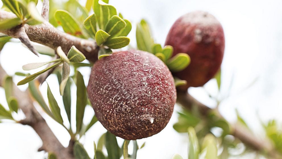 Huile d’argan