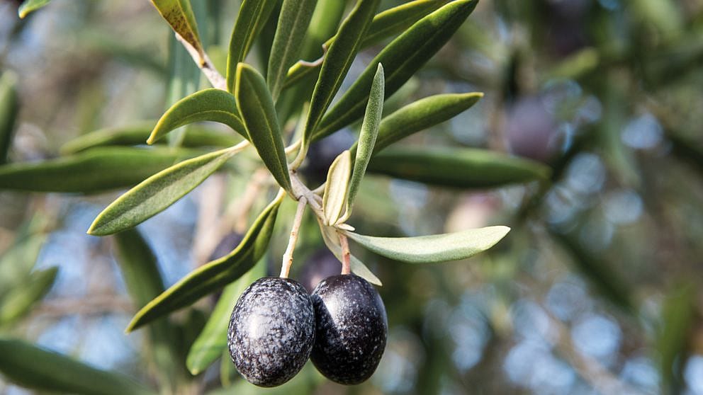 Huile d’olive