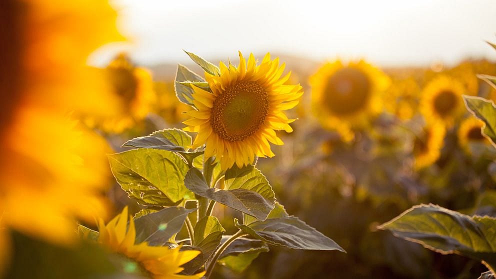 Huile de tournesol