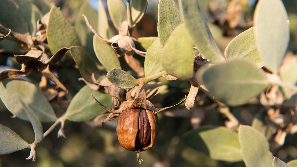 Huile de jojoba